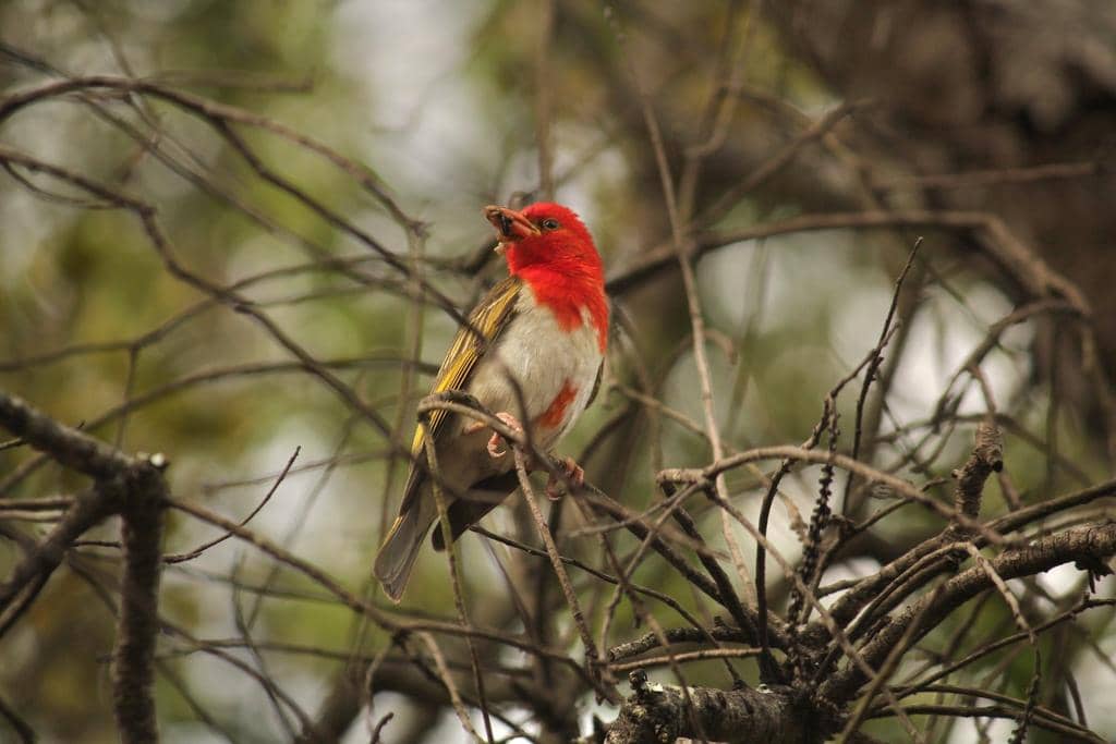 Burung Anaplectes rubriceps