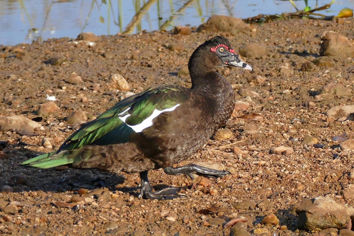 Muscovy Duck