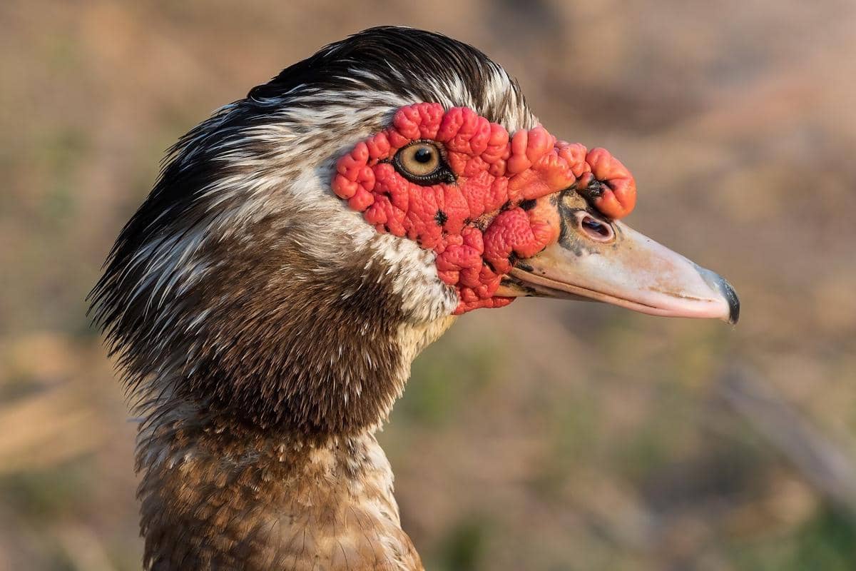 Muscovy Duck