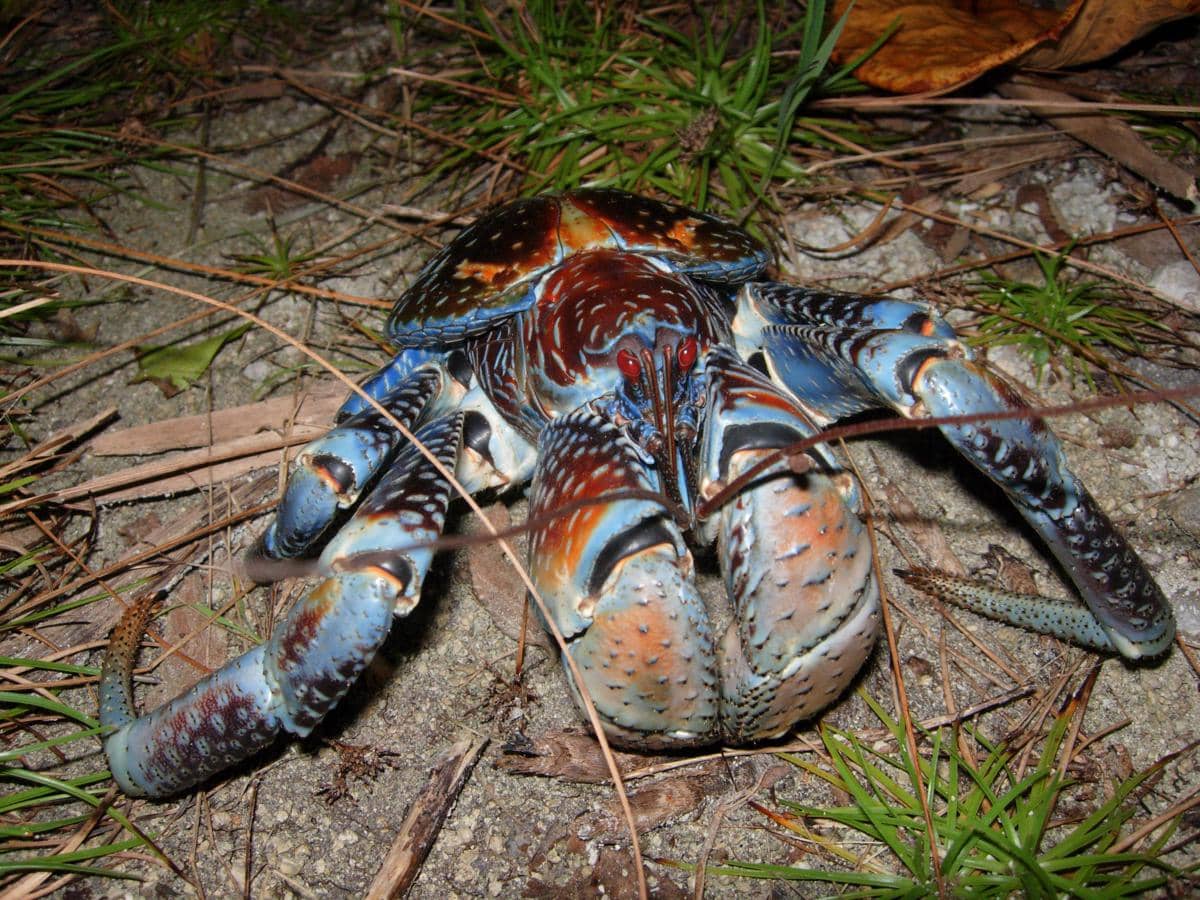 Ketam kenari