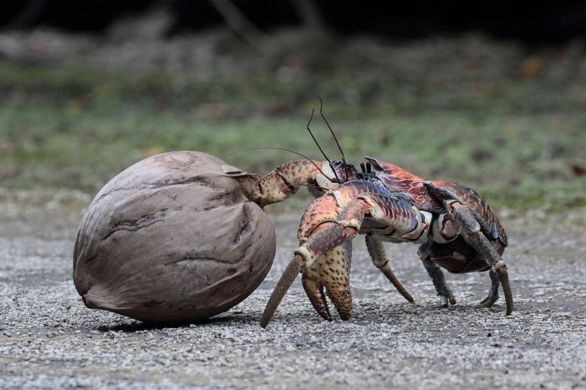 5 Fakta Ketam Kenari, Krustasea Darat Terbesar yang Punya Capit Kuat