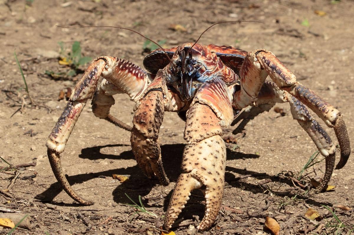 Ketam kenari