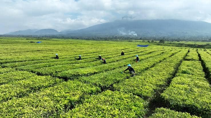 Pemprov Jabar Berencana Ambil Alih Pengelolaan Tanah PTPN-Perhutani