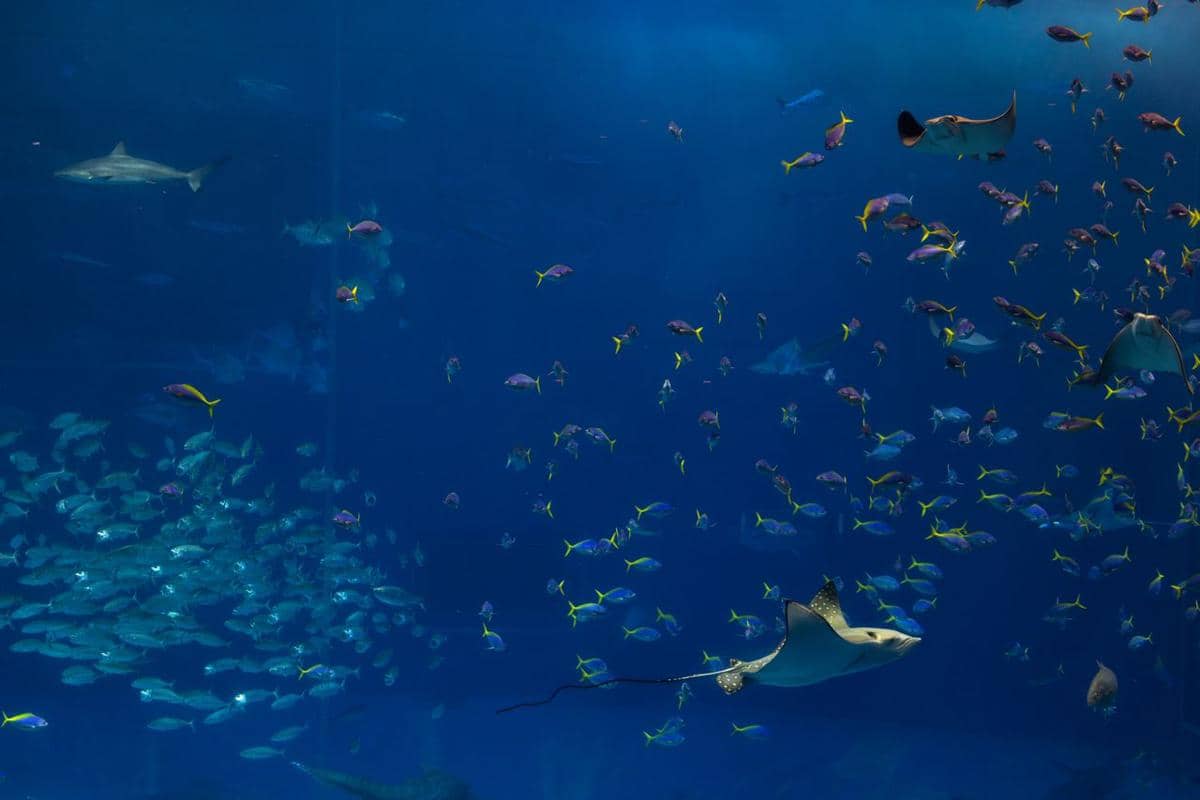 ilustrasi biota laut