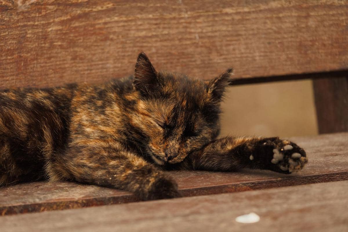 Kucing tortoiseshell