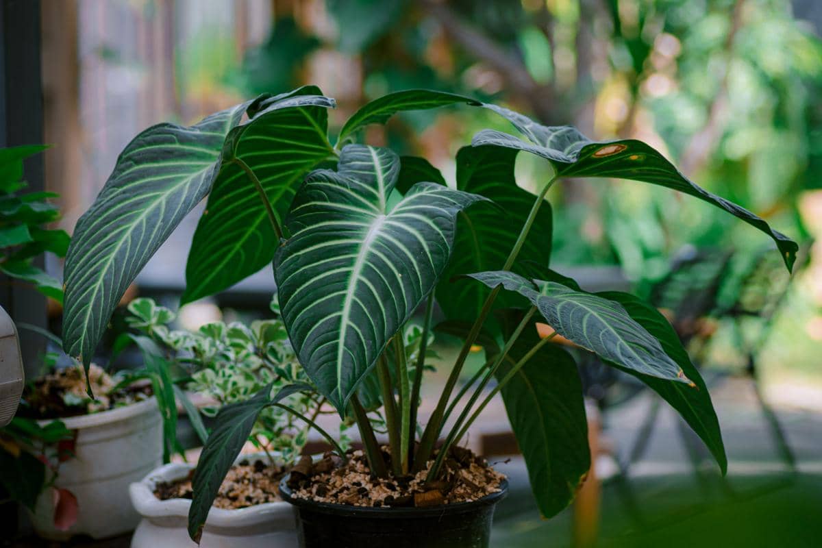 Tanaman di kebun mini