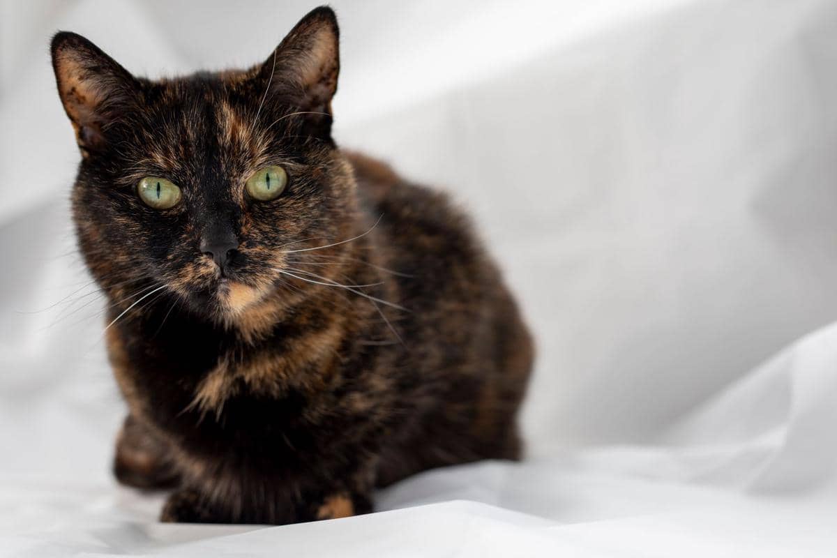 Kucing tortoiseshell