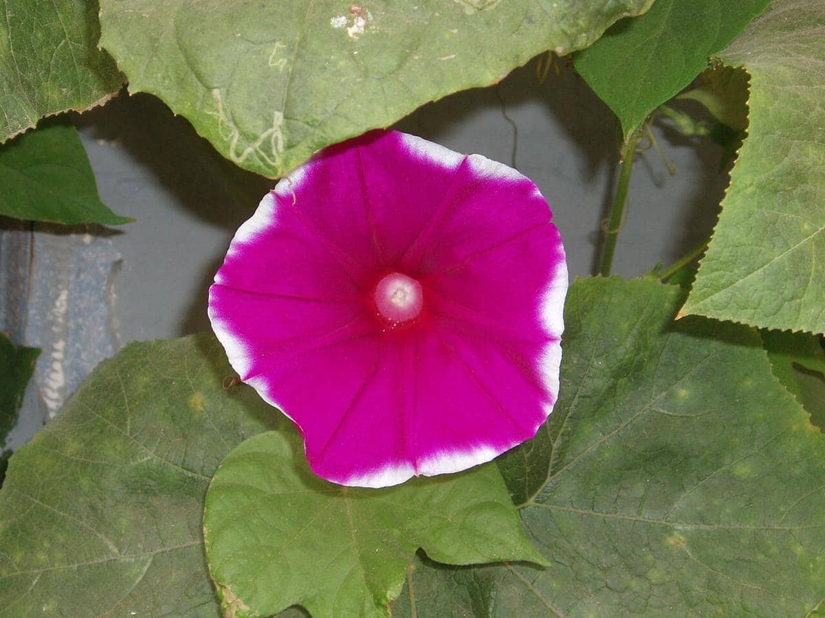 ilustrasi japanese morning glory