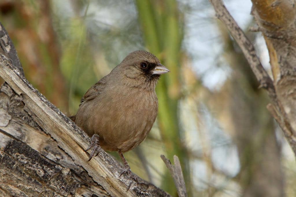 Abert's Towhee