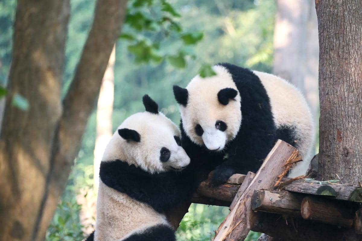 ilustrasi Chengdu Research Base of Giant Panda Breeding
