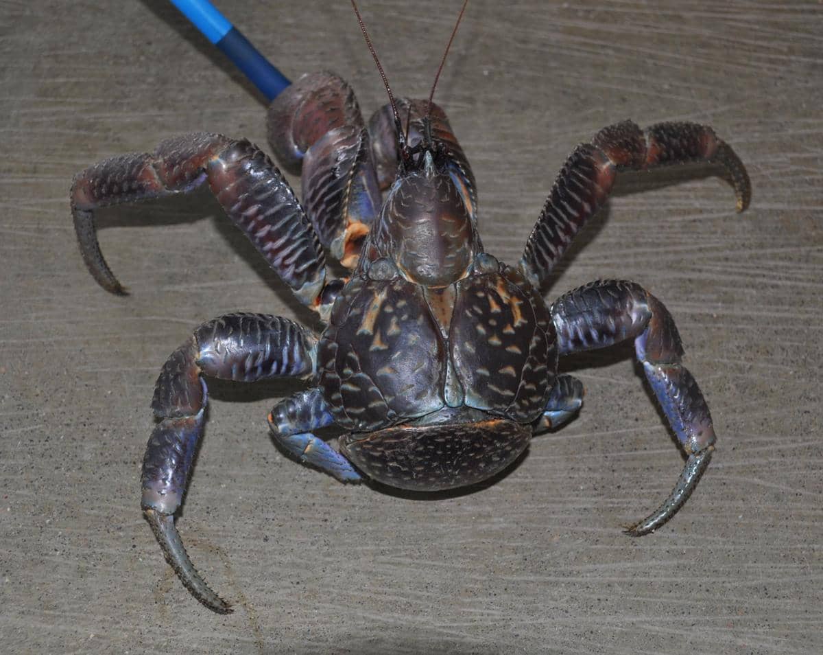 Ketam kenari