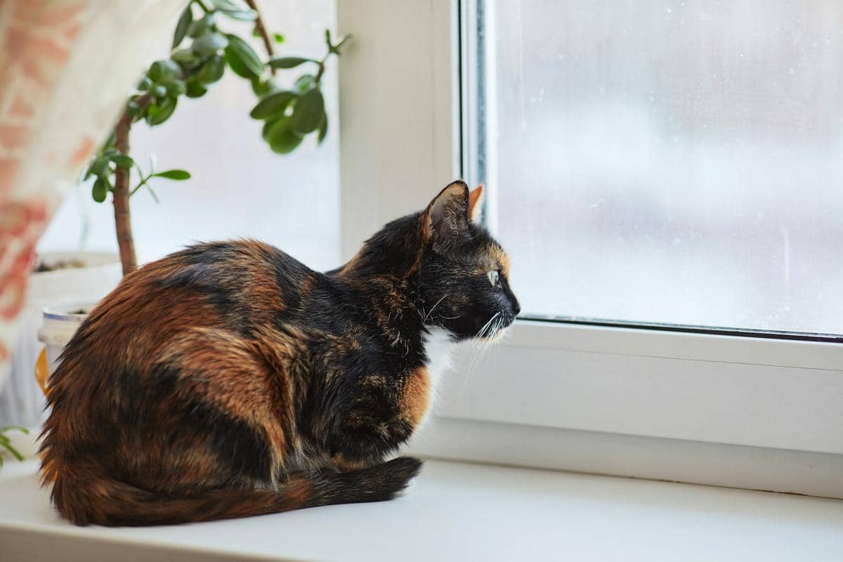5 Fakta Kucing Tortoiseshell, Pola Warnanya Dipengaruhi Kromosom X
