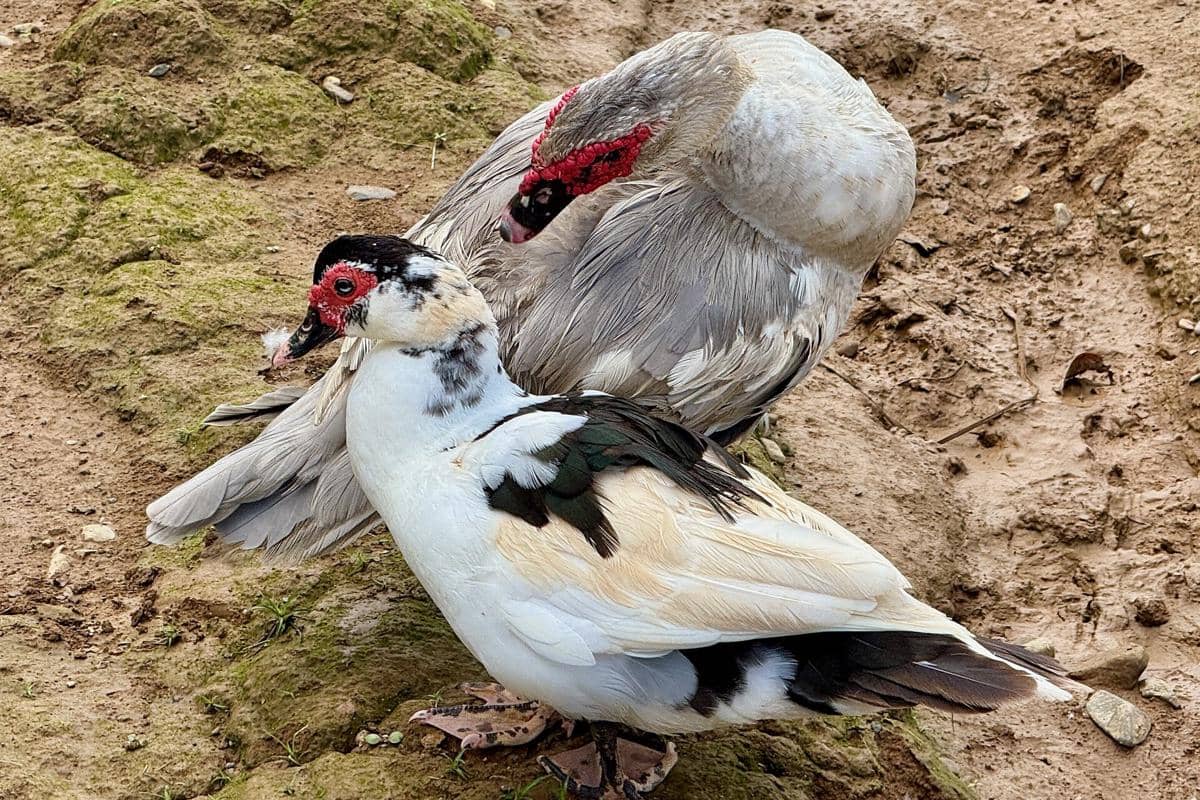Muscovy Duck