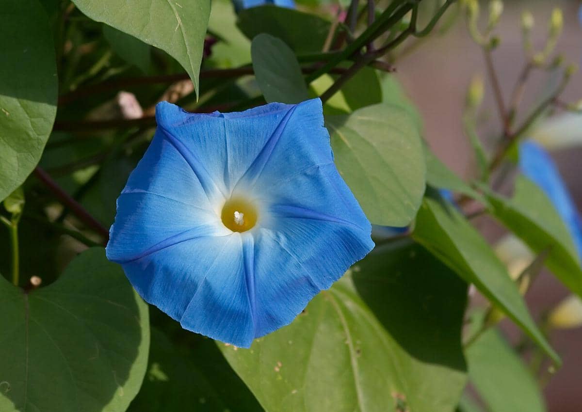 ilustrasi ipomoea tricolor