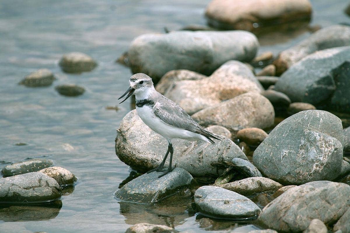 Wrybill