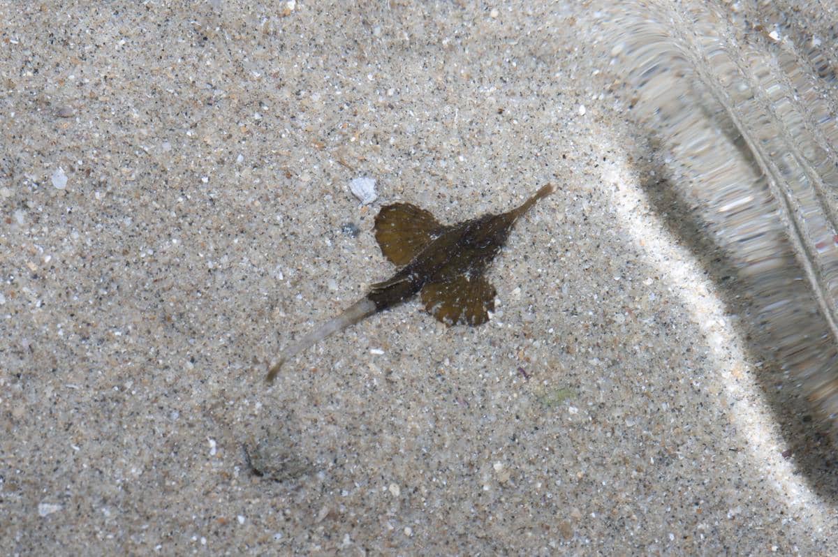 Sea moth
