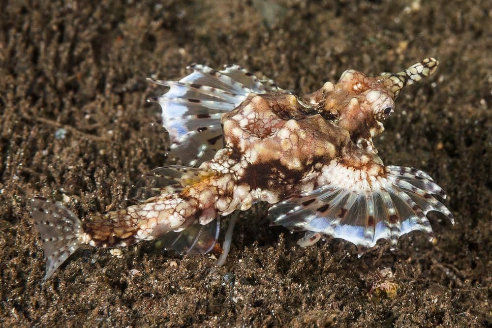 Sea moth