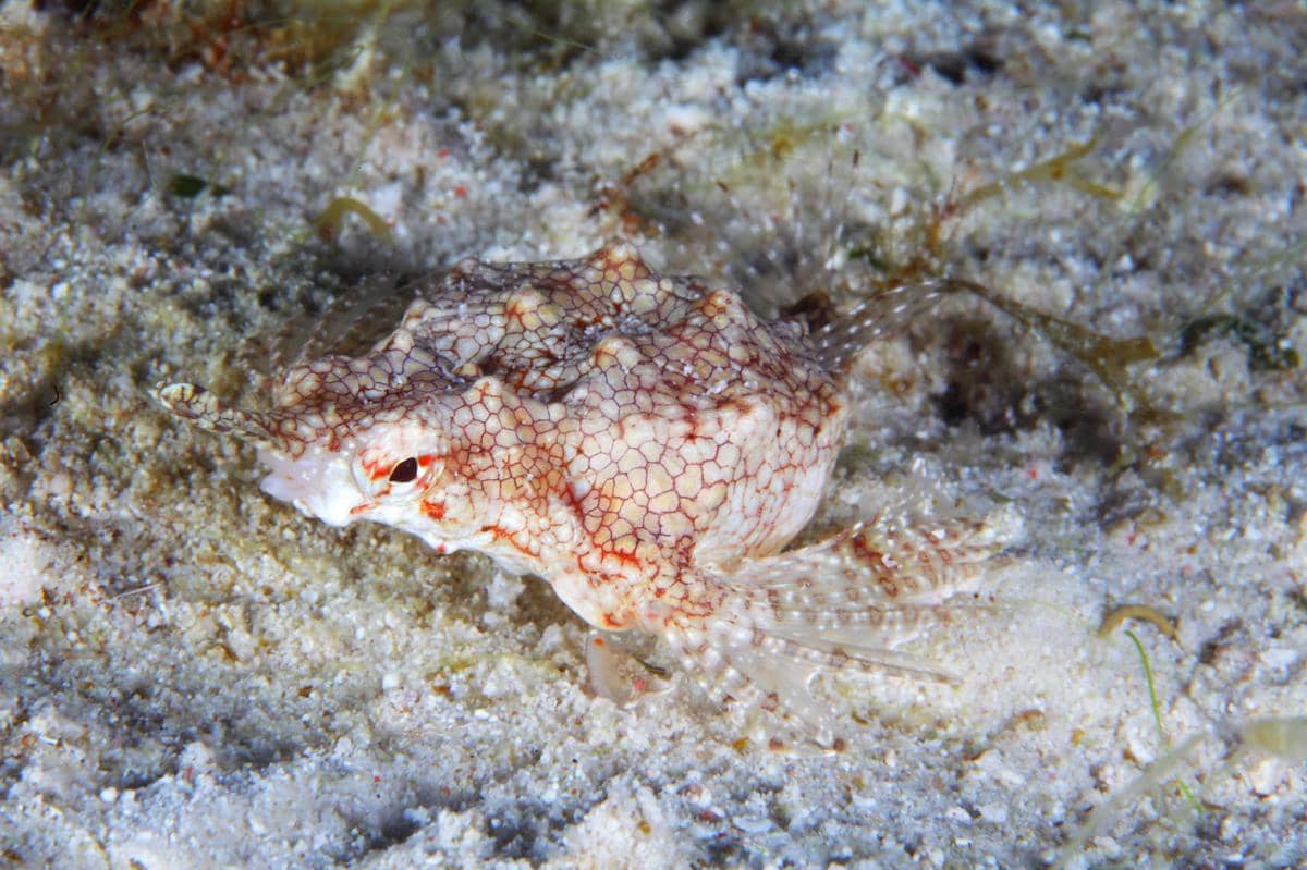 Sea moth