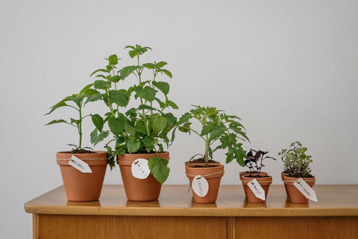 Tanaman herbal dalam pot di atas meja kayu