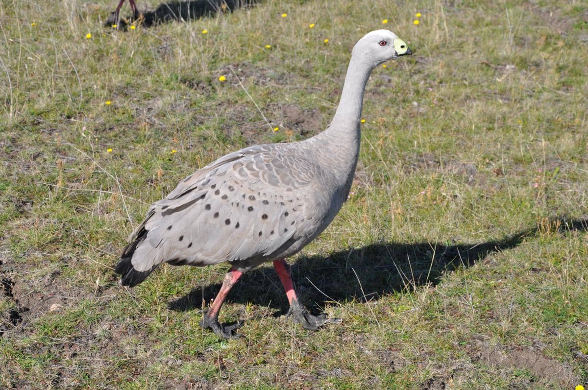 5 Fakta Cape Barren Goose, Angsa dengan Suara Mirip Dengkuran Babi