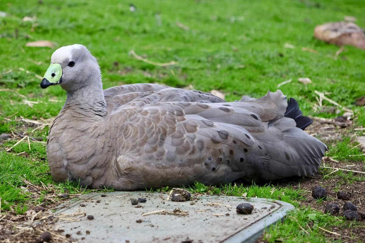 Cape Barren goose