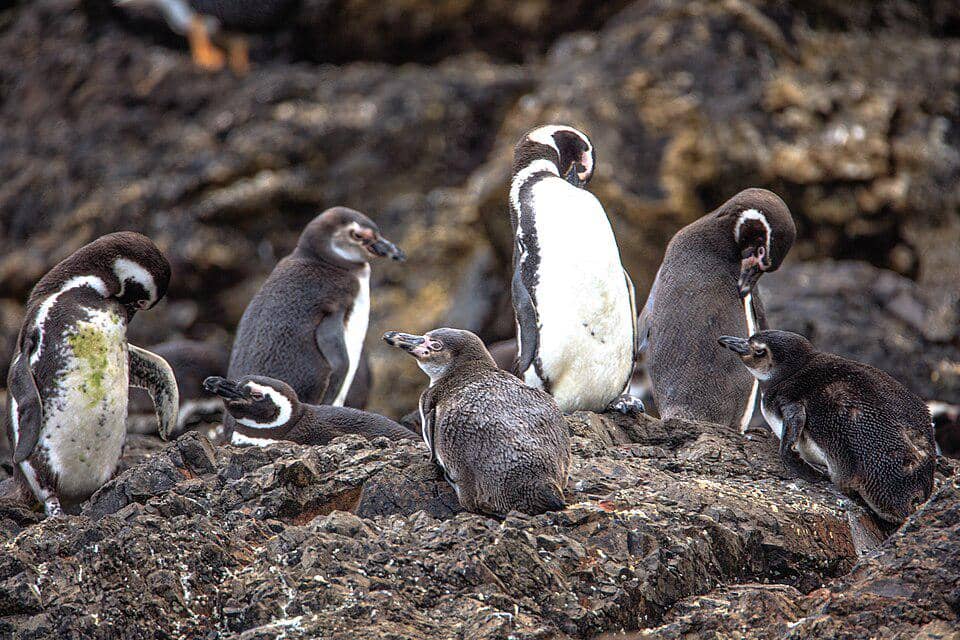 Sekelompok penguin Humboldt di Pulau Chiloé, Chili.