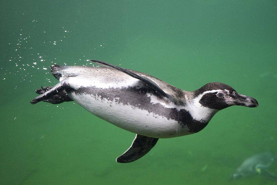 Penguin Humboldt sedang menyelam.