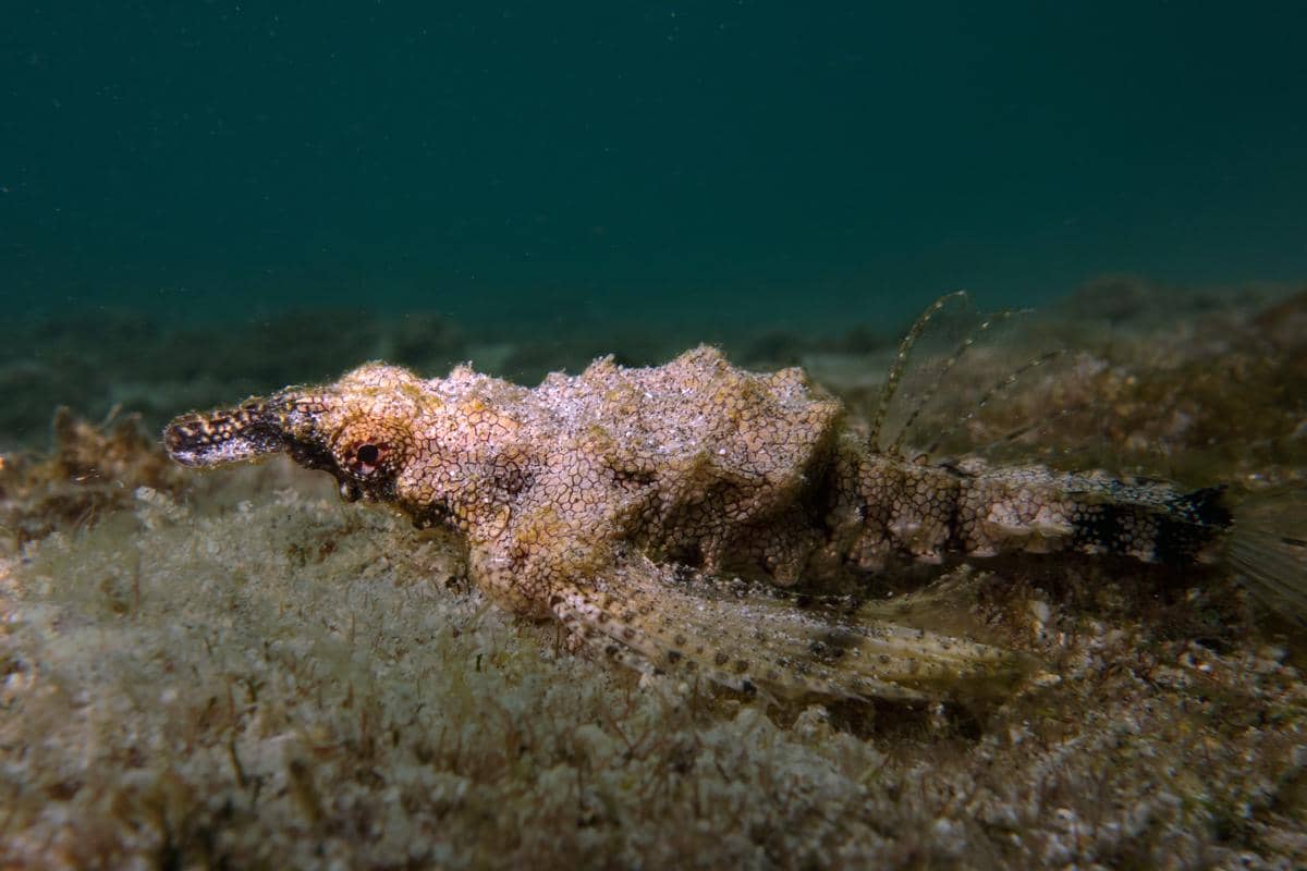 Sea moth