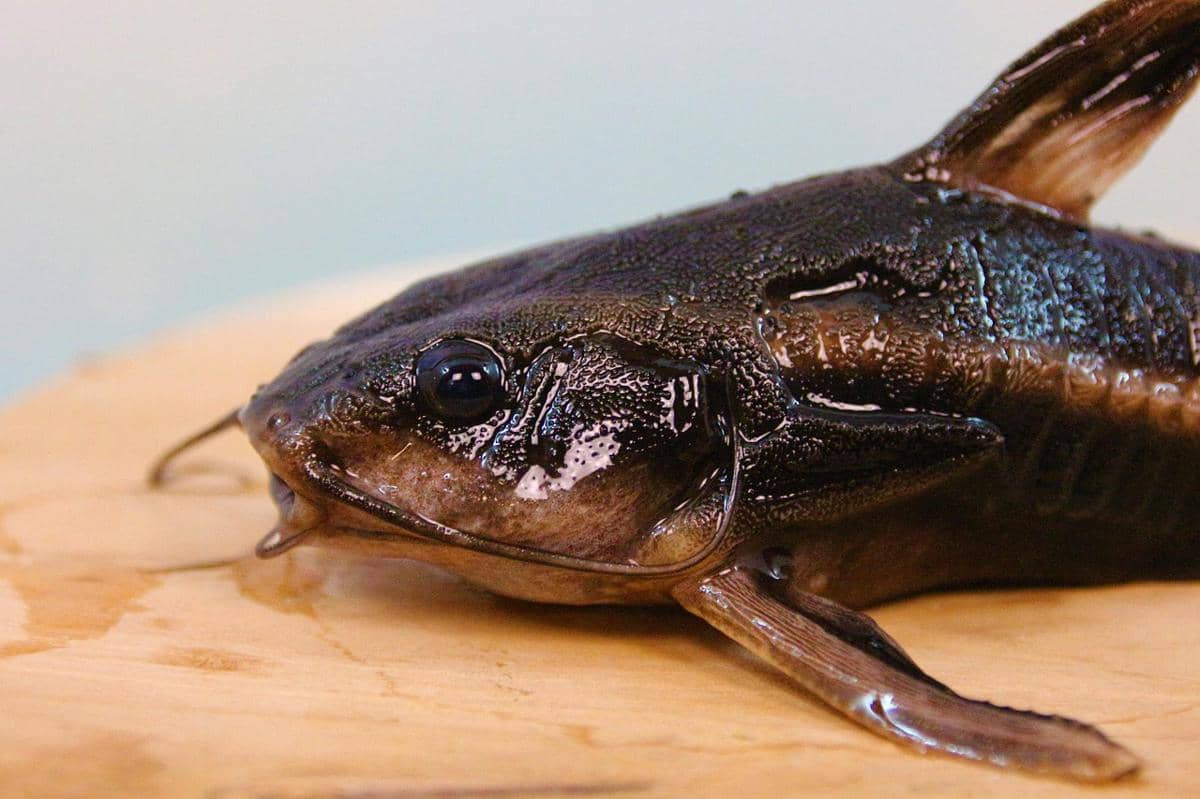 Ikan lele