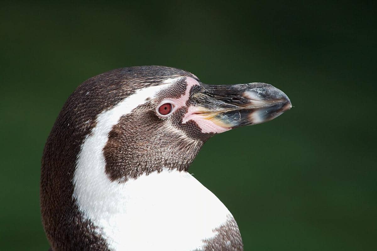 tampak dekat penguin Humboldt