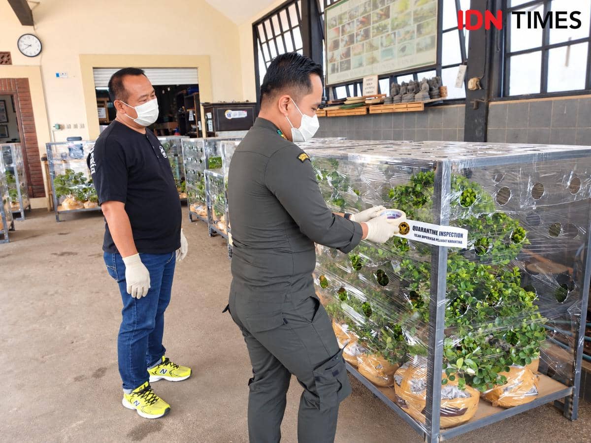 Diminati Belanda, 125 Bonsai Tropis Asal Jateng Bebas Hama Serangga