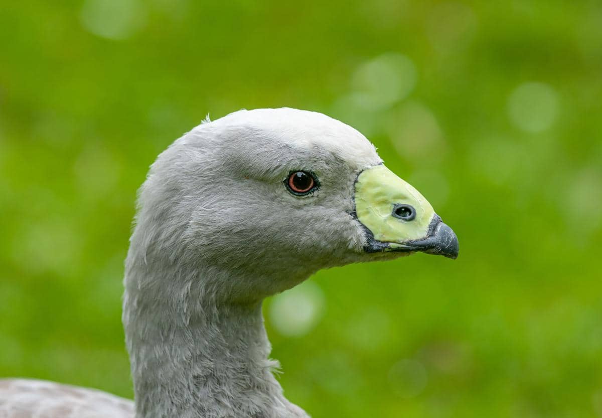 Cape Barren goose