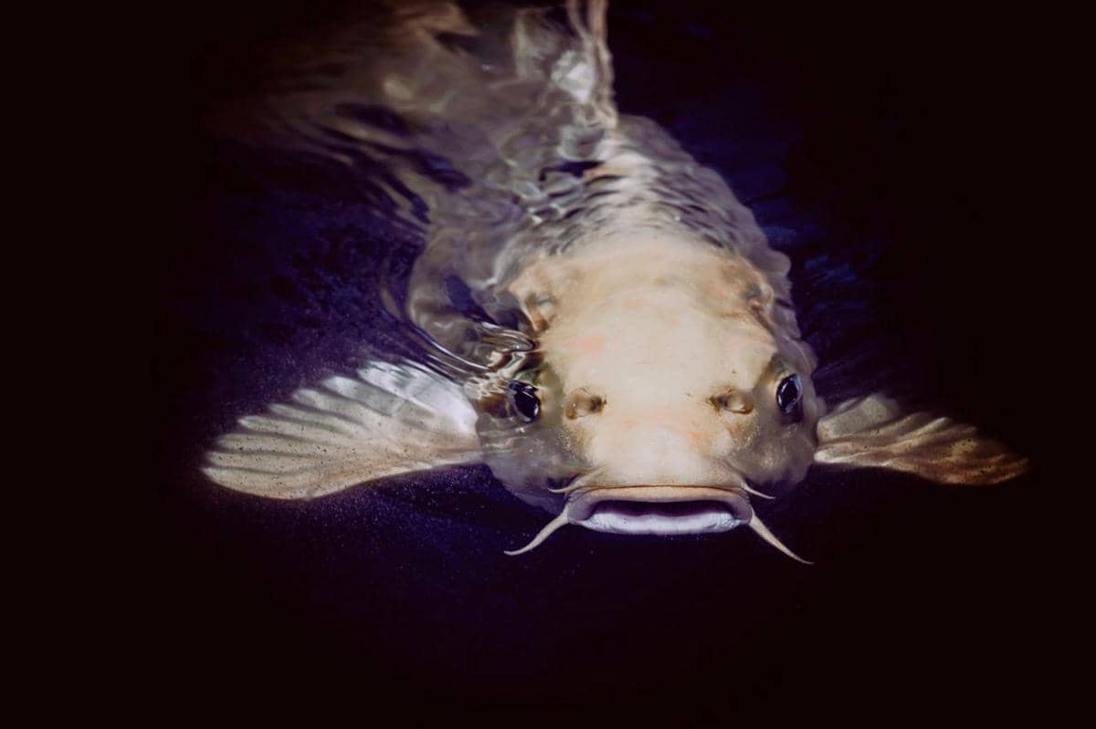 Ikan lele