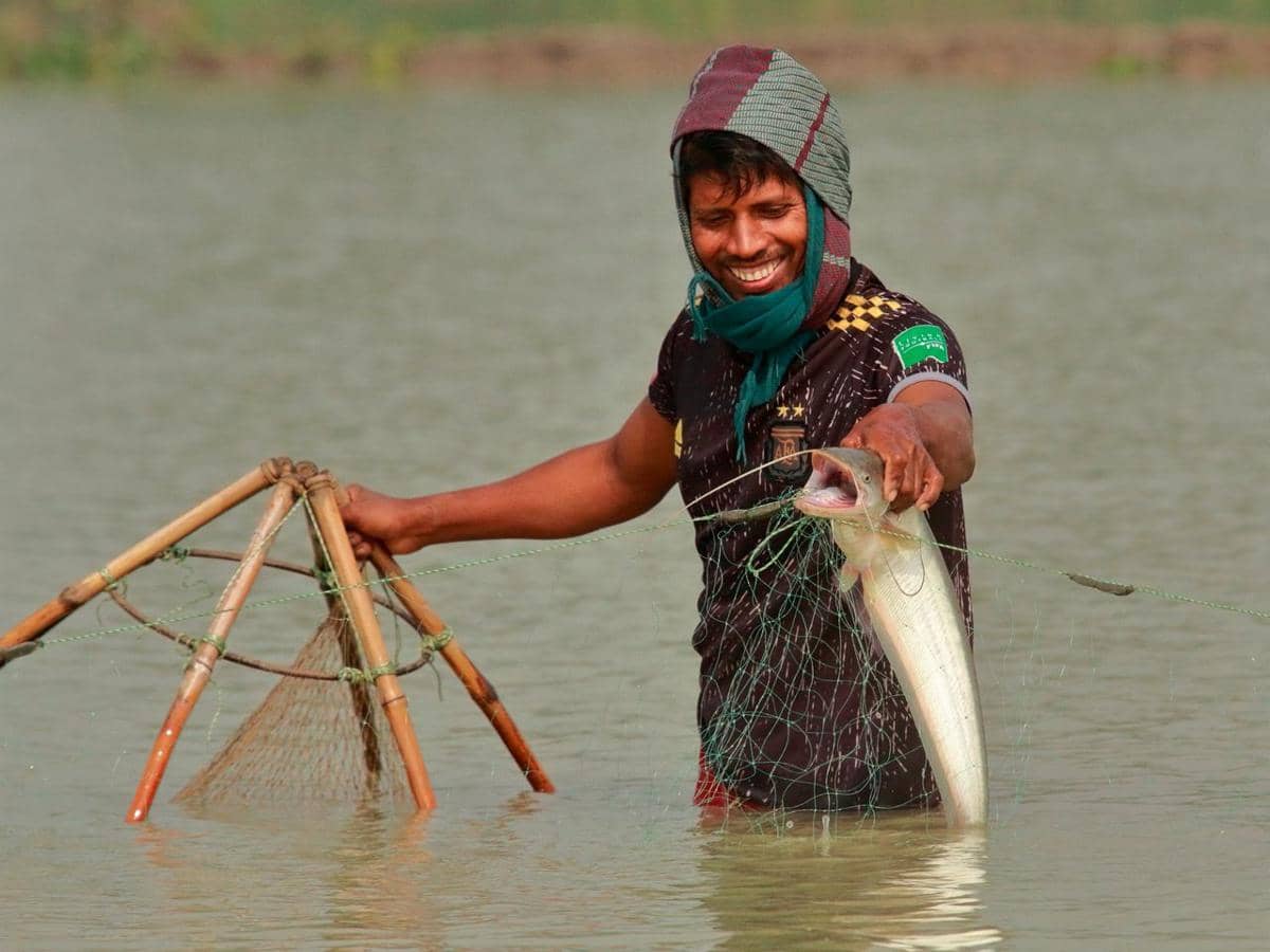 Ikan lele