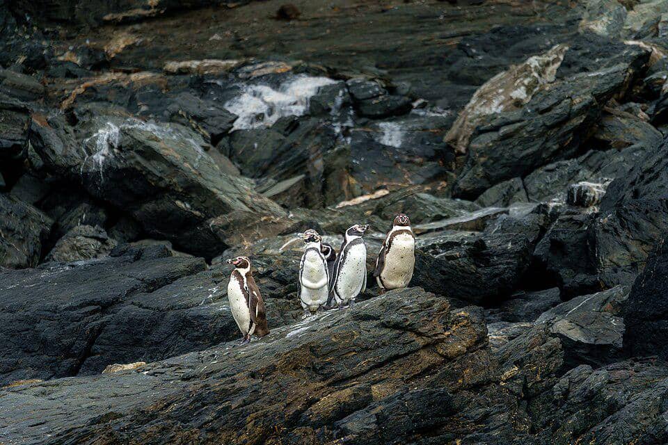 Sekelompok penguin Humboldt bertengger di pesisir berbatu di wilayah Atacama.