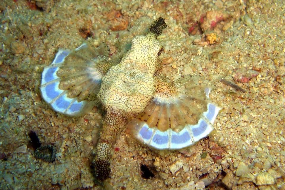 Sea moth