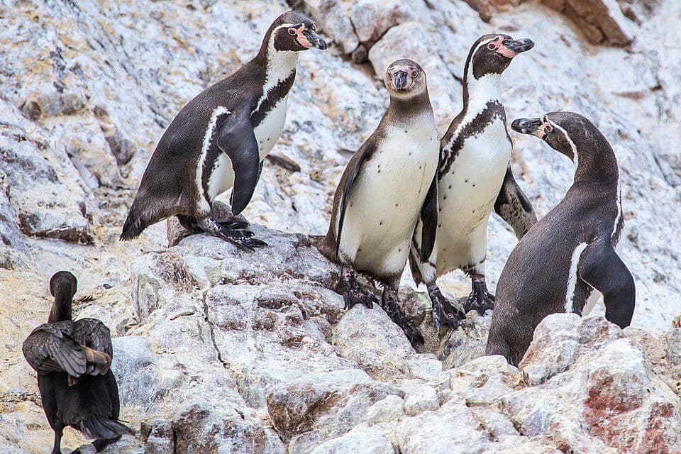 Sekelompok penguin Humboldt bersama burung kormoran.