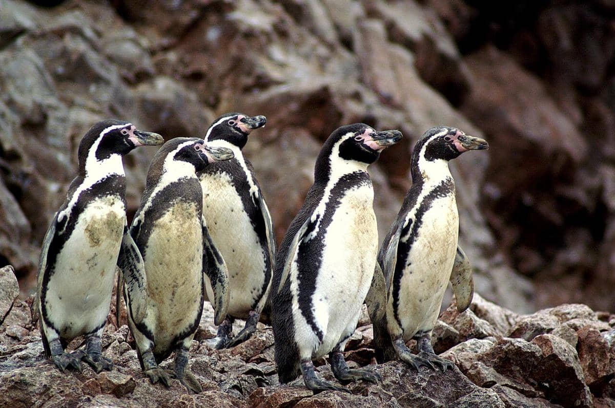 Sekelompok penguin Humboldt terlihat di Kepulauan Ballestas, Peru.