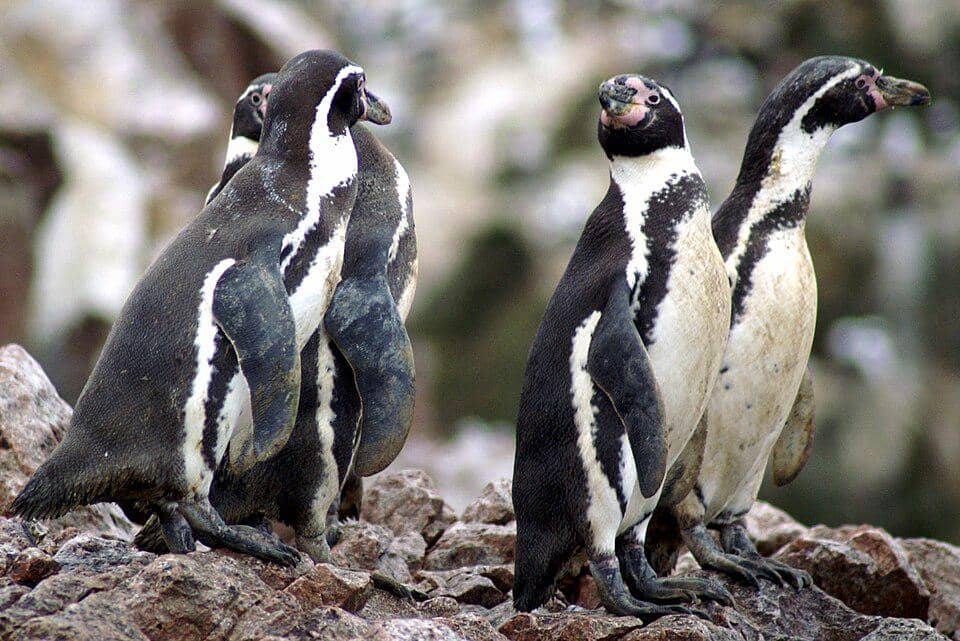 Sekelompok penguin Humboldt di Kepulauan Ballestas, Peru.
