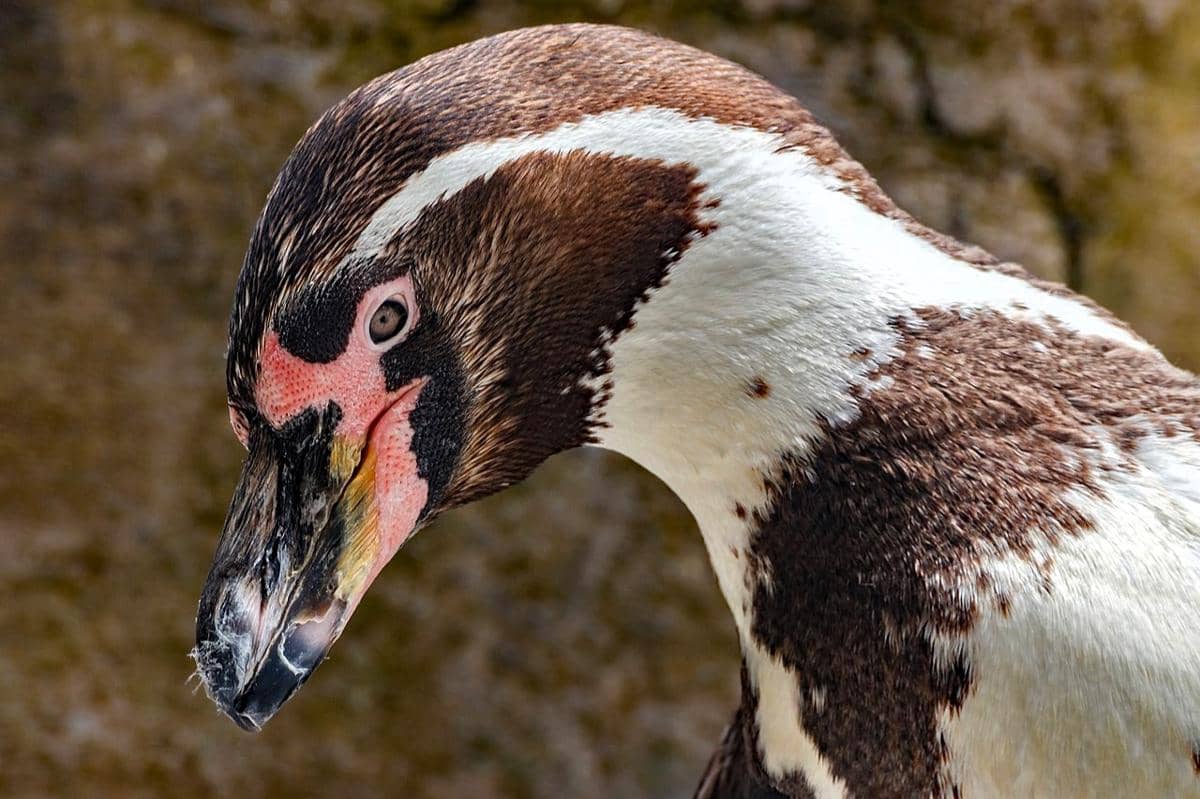 7 Fakta Penguin Humboldt, Terdampak Langsung oleh Super El Nino!