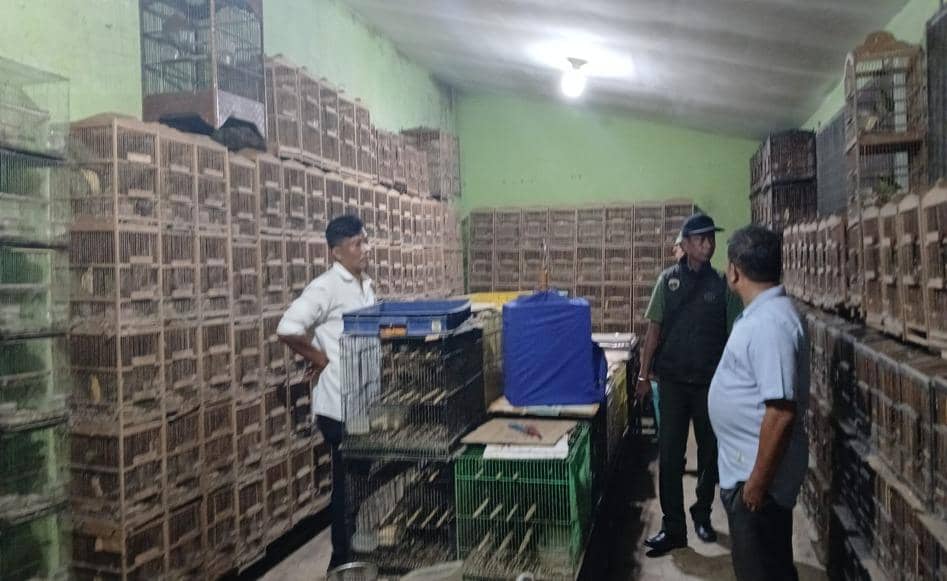 Gakkum Kehutanan Sita 101 Burung Dilindungi di Medan