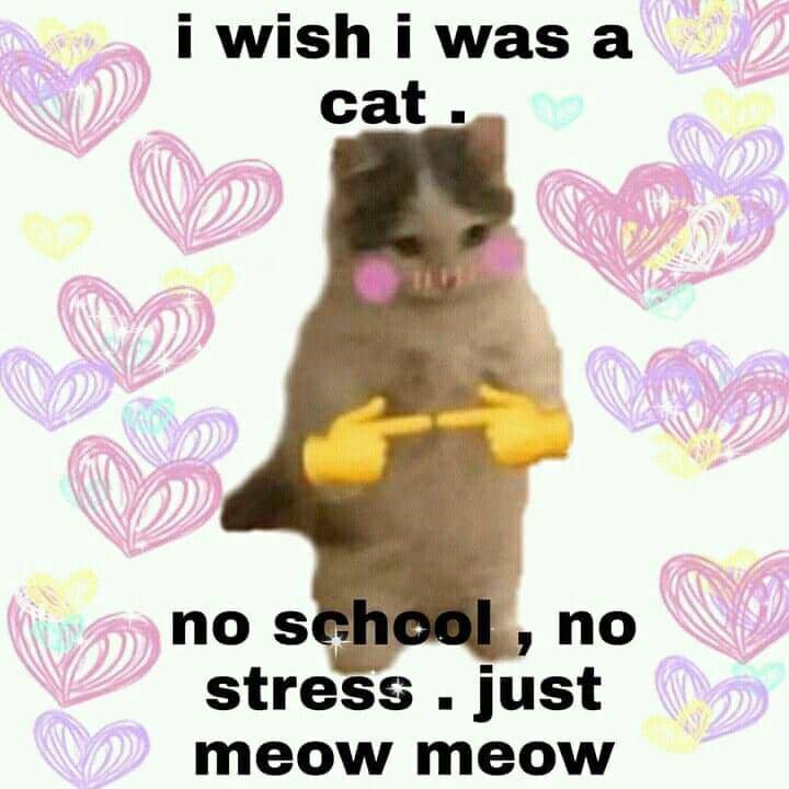 meme kehidupan kucing