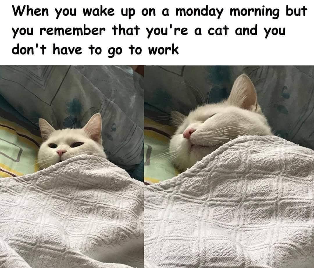 meme kehidupan kucing