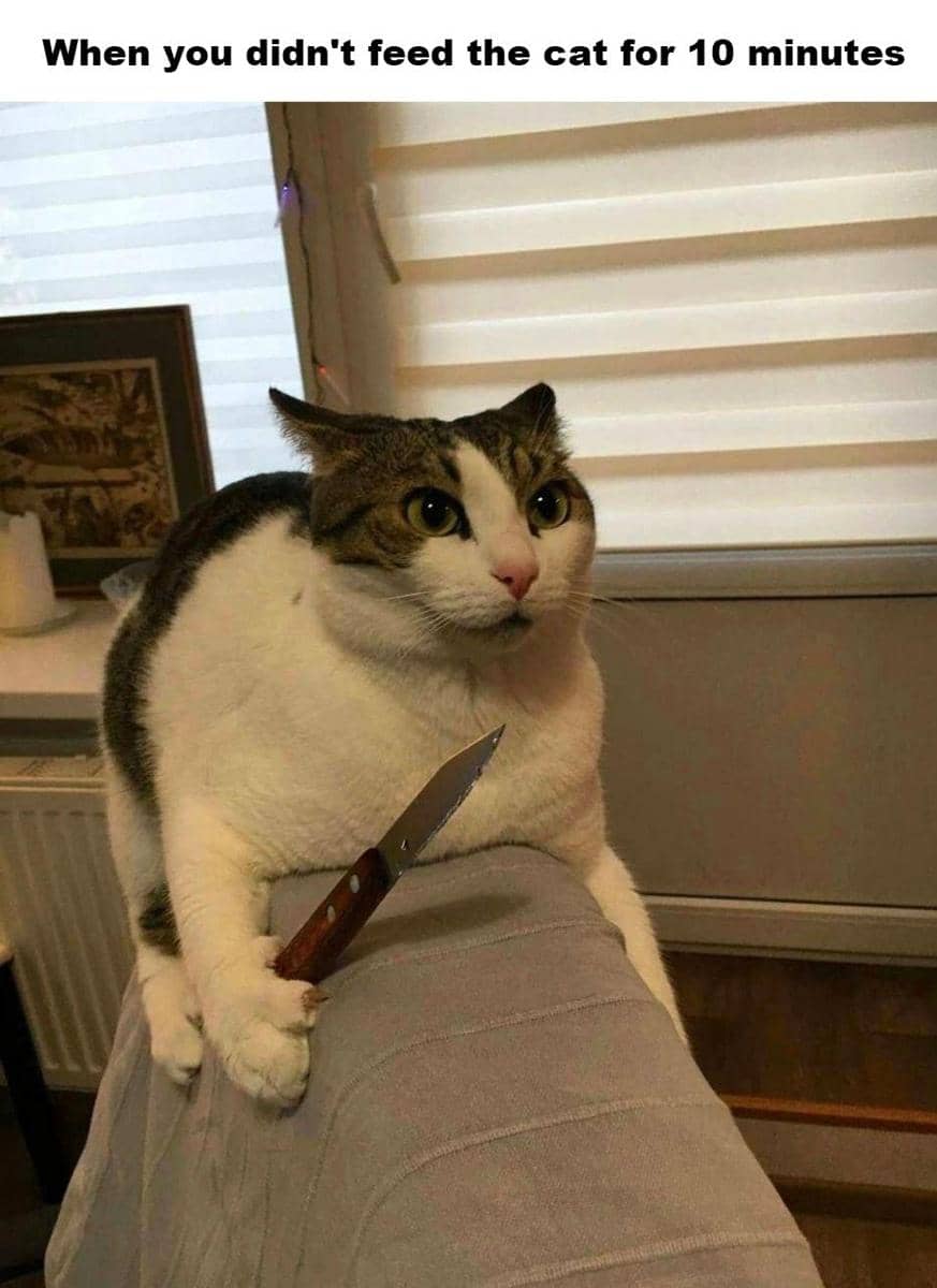 meme kehidupan kucing