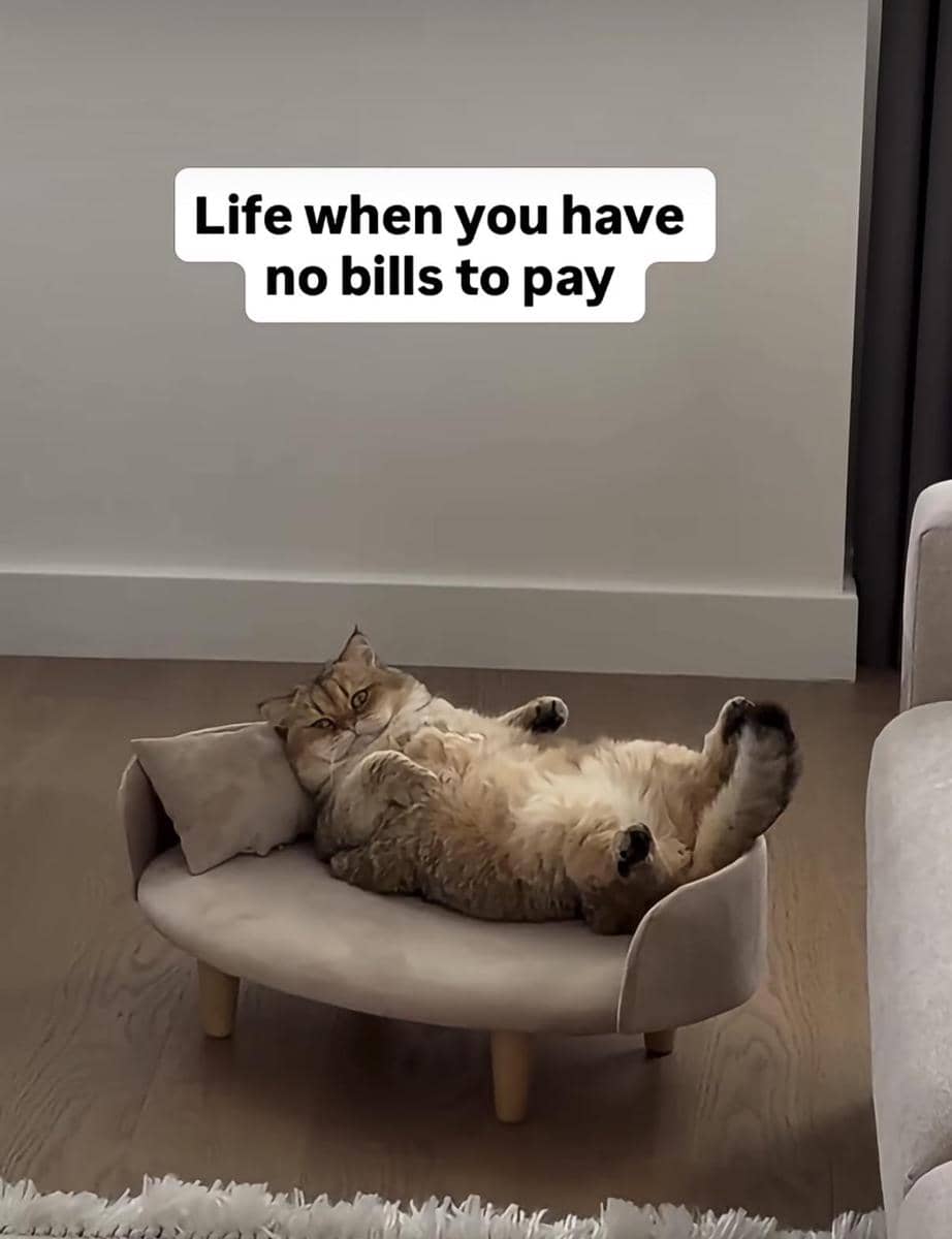 meme kehidupan kucing