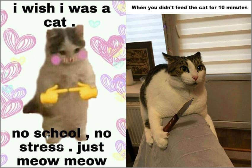 8 Meme Kehidupan Kucing, Bisa Santai dan Gak Perlu Kerja