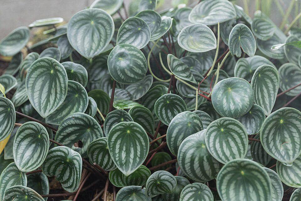 ilustrasi peperomia semangka