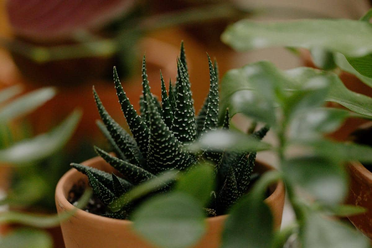 ilustrasi tanaman sukulen gasteria