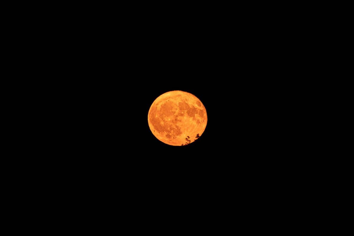 harvest moon