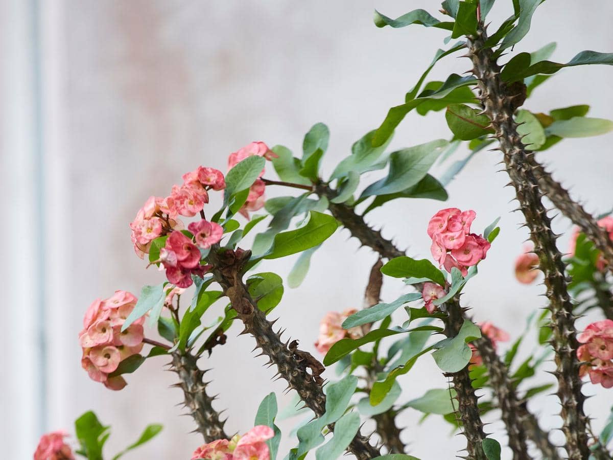 ilustrasi euphorbia milii